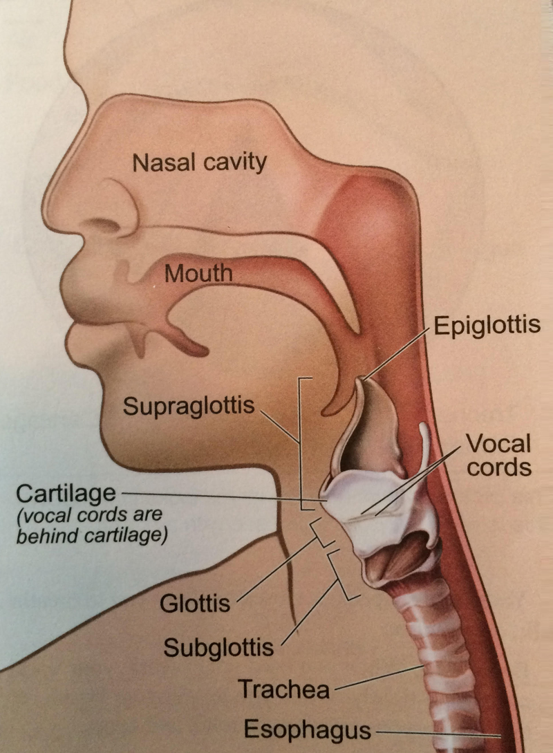 Treatment For Common Nasal And Sinsus Disorders