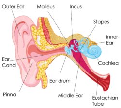 Ear Nose Throat Clinic Eustachian Tube Dilation System